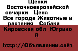 Щенки Восточноевропейской овчарки › Цена ­ 25 000 - Все города Животные и растения » Собаки   . Кировская обл.,Югрино д.